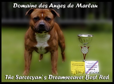 CH. the Sarcecyan's Dreamweaver best red